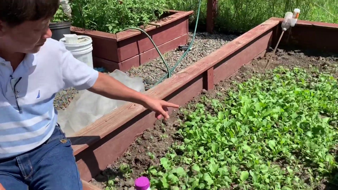 Caring for Bok Choy