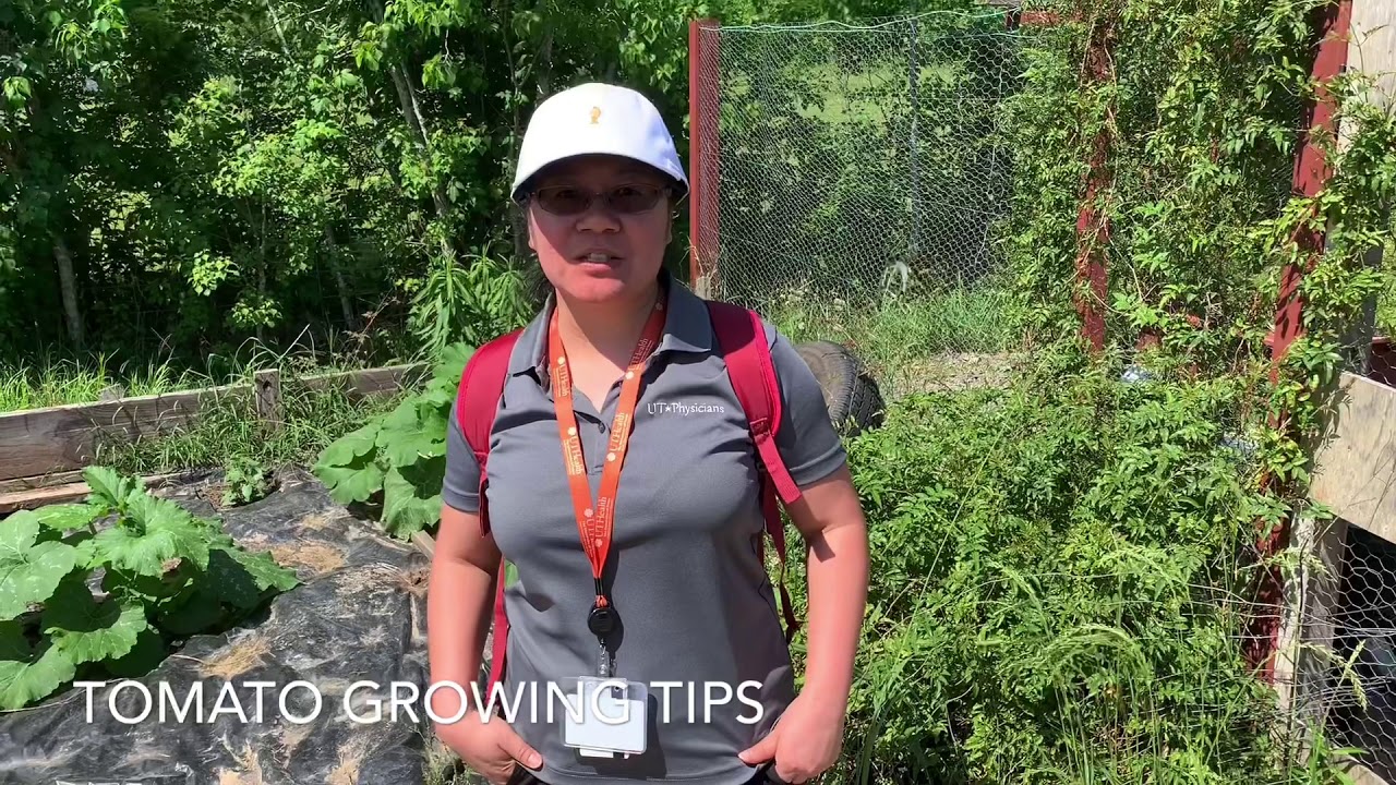 Tomato Growing Tips